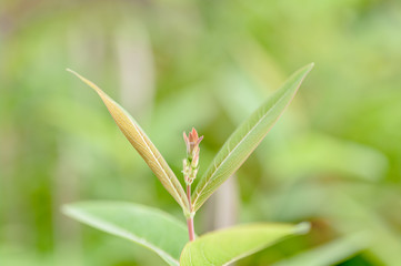 ビヨウヤナギの若葉