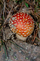 red mushrooms in the forest and mushroom