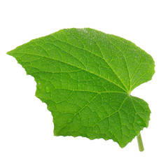 green fresh leaf of cucumber isolated