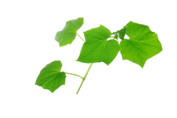 brunch of cucumber with leaves  isolated on white