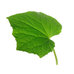 Fototapeta premium green fresh leaf of cucumber isolated
