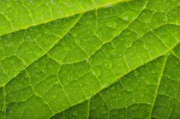 Fototapeta na wymiar fresh leaf of cucumber background