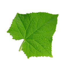 green fresh leaf of cucumber isolated