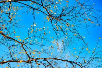 Yellow leaves on birch branches in autumn against the blue sky, natural landscape.