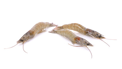 whole fresh vannamei shrimps on white background