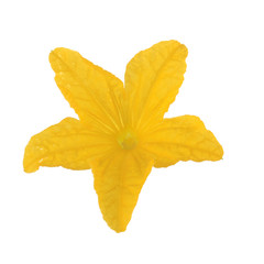 Naklejka na ściany i meble yellow flower of cucumber isolated on white background