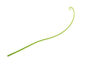 green fresh tendril of cucumber isolated on white background