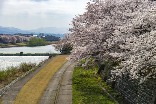 金沢・犀川のお花見