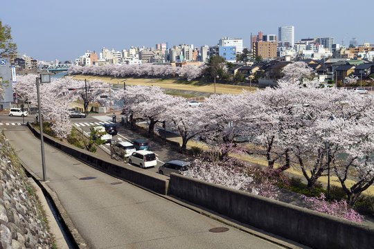 金沢・犀川のお花見