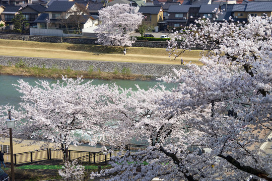 金沢・犀川のお花見