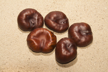 chestnut nut isolated on a sandy background