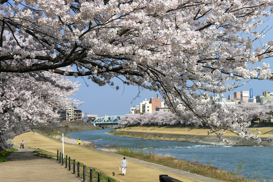 金沢・犀川のお花見