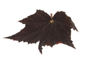 plant leaf isolated on white background