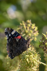 Garden butterfly close up on top of a yellow green ivy flower.