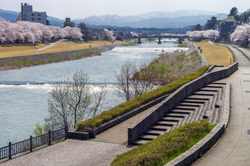 金沢・犀川のお花見