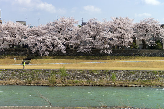金沢・犀川のお花見