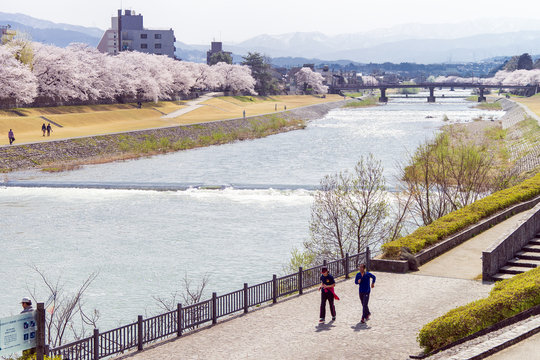 金沢・犀川のお花見