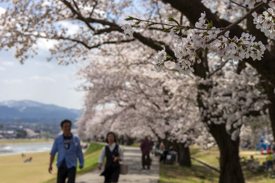 金沢・犀川のお花見