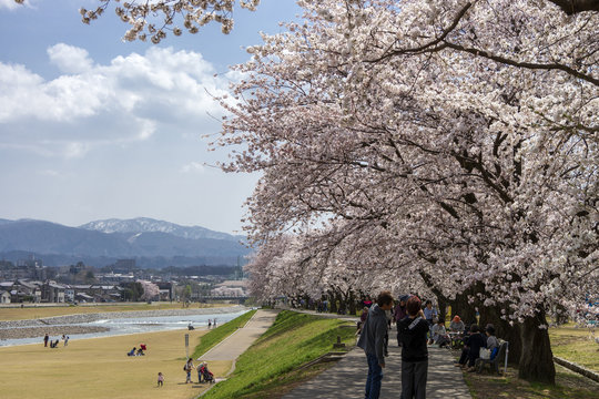 金沢・犀川のお花見