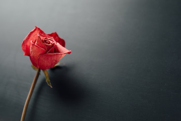 dry red rose on black background