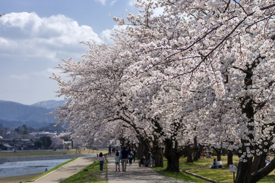 金沢・犀川のお花見