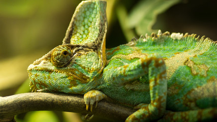chameleon