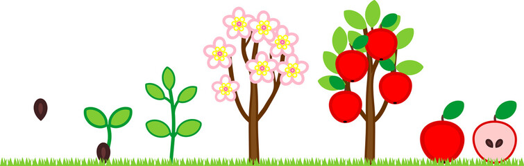 Life cycle of apple tree. Plant growth stage from seed to tree with fruits