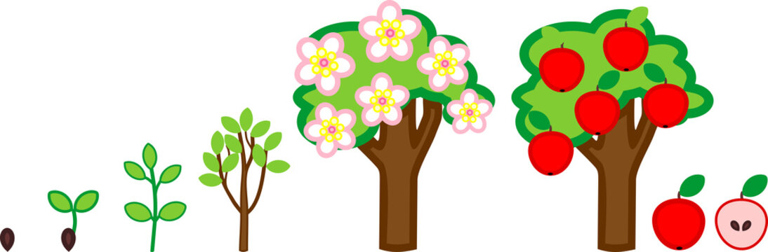Life cycle of apple tree. Plant growth stage from seed to tree with fruits