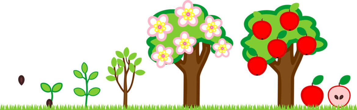 Life cycle of apple tree. Plant growth stage from seed to tree with fruits
