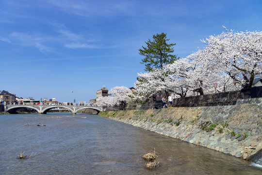 お花見・金沢浅野川大橋周辺