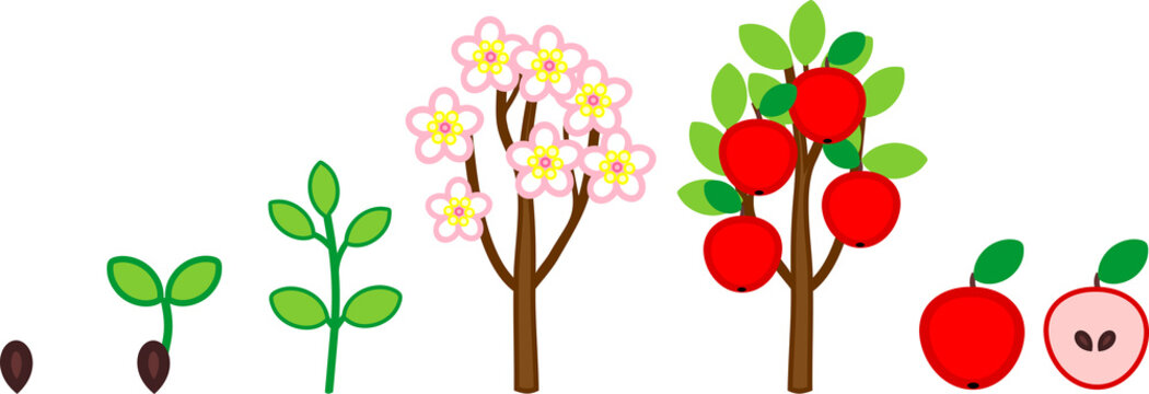 Life cycle of apple tree. Plant growth stage from seed to tree with fruits