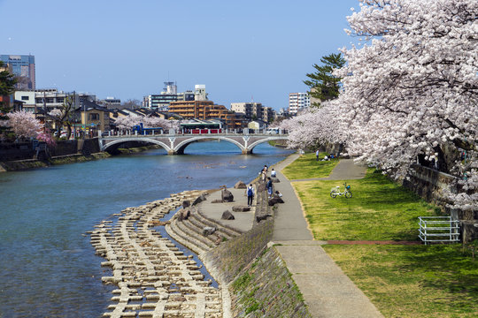 お花見・金沢浅野川大橋周辺