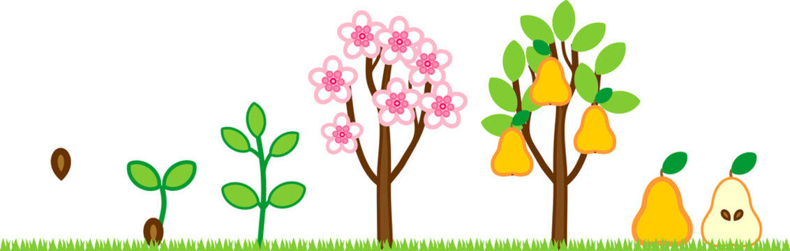 Life cycle of pear tree. Plant growth stage from seed to tree with fruits