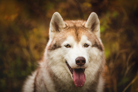 Close-up Portrait of free and gorgeous Beige Siberian Husky on a forest background in autumn