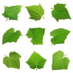 set of leaves of cucumber isolated on white background
