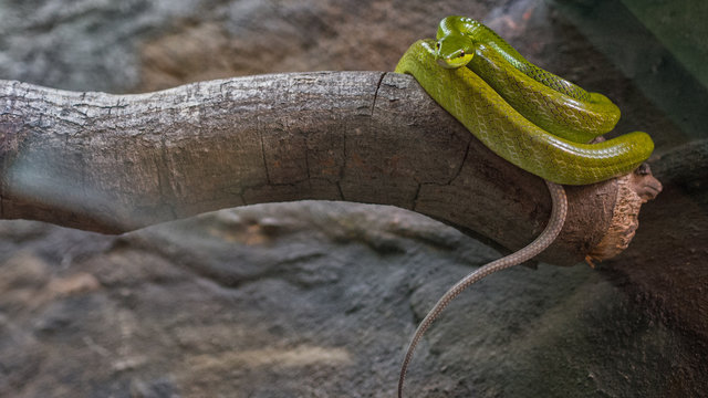Snake