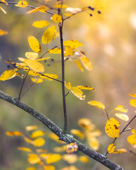 Autumn background. Colorful autumn leaves on a tree branch