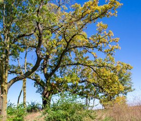 Early Fall Oak