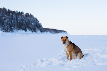 Portrait of lovely mongrel dog sitting on the ice floe of the frozen sea. Profile portrait of beautiful red non pedigreed dog is on the snow and forest background