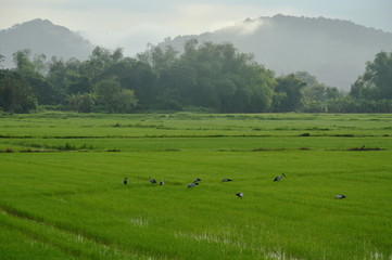 Fototapeta na wymiar bittern bird hunting for shellfish on paddy field in morning