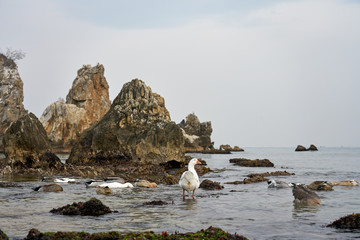 Duck and geese resting at Chuam Beach in Gangwon-do, Korea © 수동 김