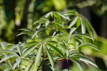 Yong leaf of Blackboard Tree
