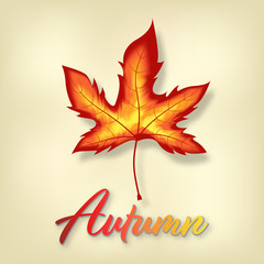 autumn leaves isolated on yellow background. vector illustration.