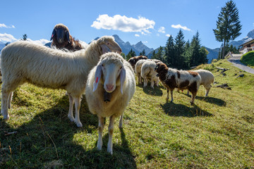 Schafe auf dem Kranzberg in Mittenwald, Bayern
