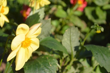 Fototapeta premium Flower in Garden