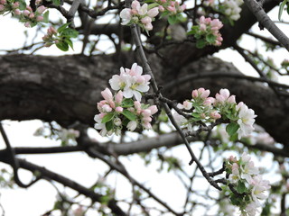 blooming apple tree in spring