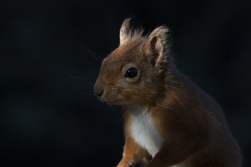 red squirrel, Sciurus vulgaris, portrait in sunlight within a pine forest in scotland during autumn.