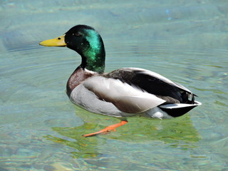Duck in Lake Königssee