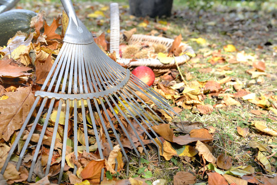 rake and leaves on a garden