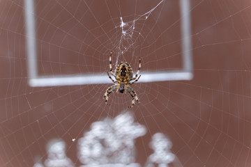 Spider on the web.